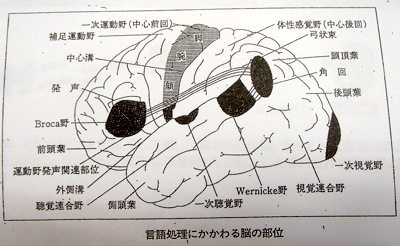 ブローカ野